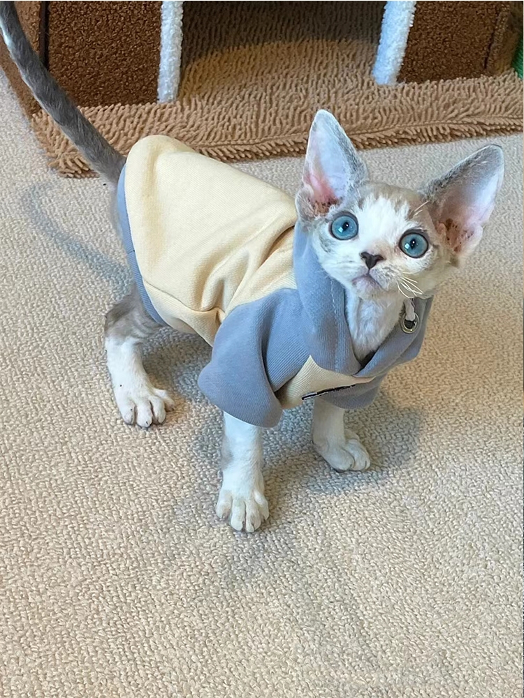 猫舍直销,批发价出售,德文卷毛猫